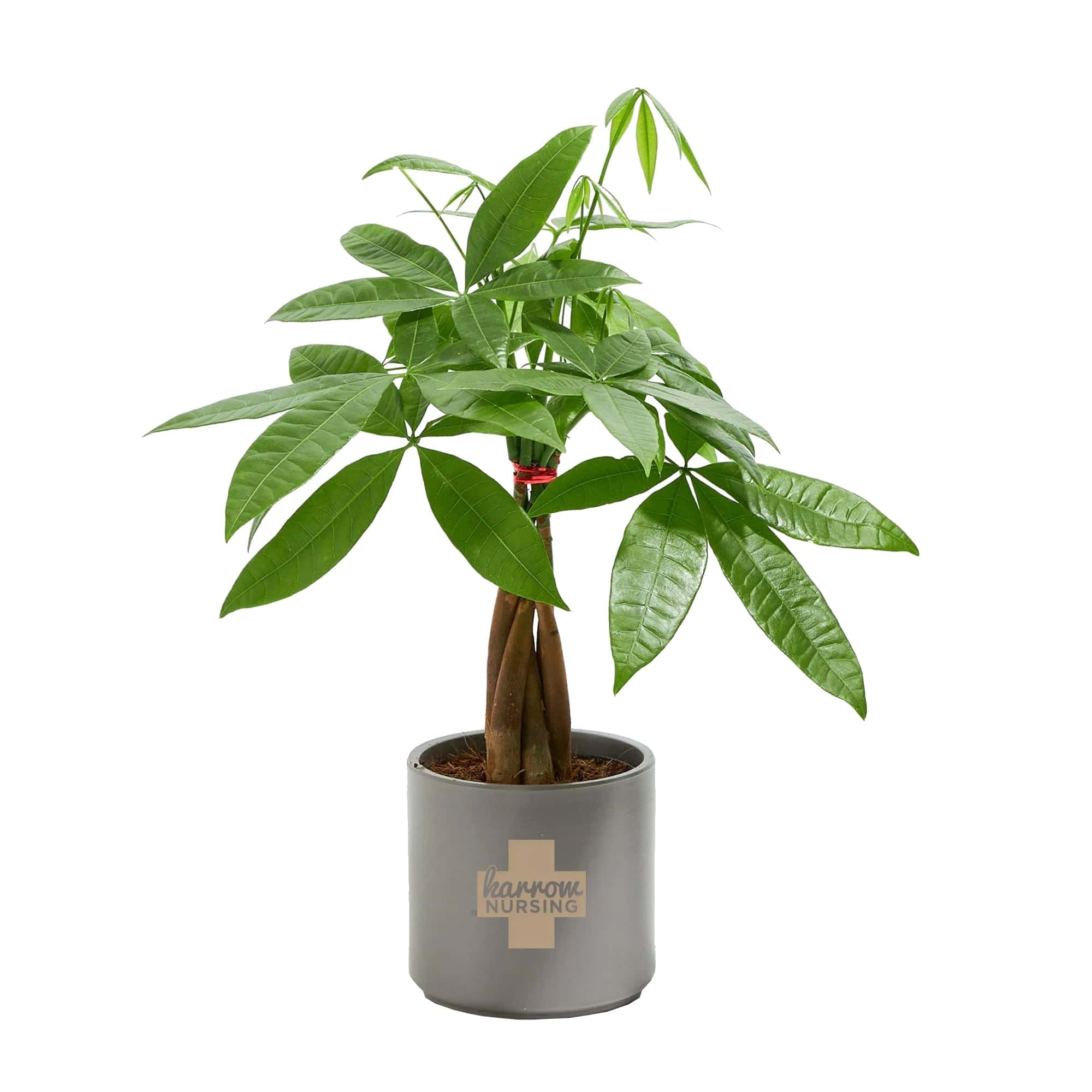 mini money tree plant Add Your Logo: Money Tree Plant Kit - Small