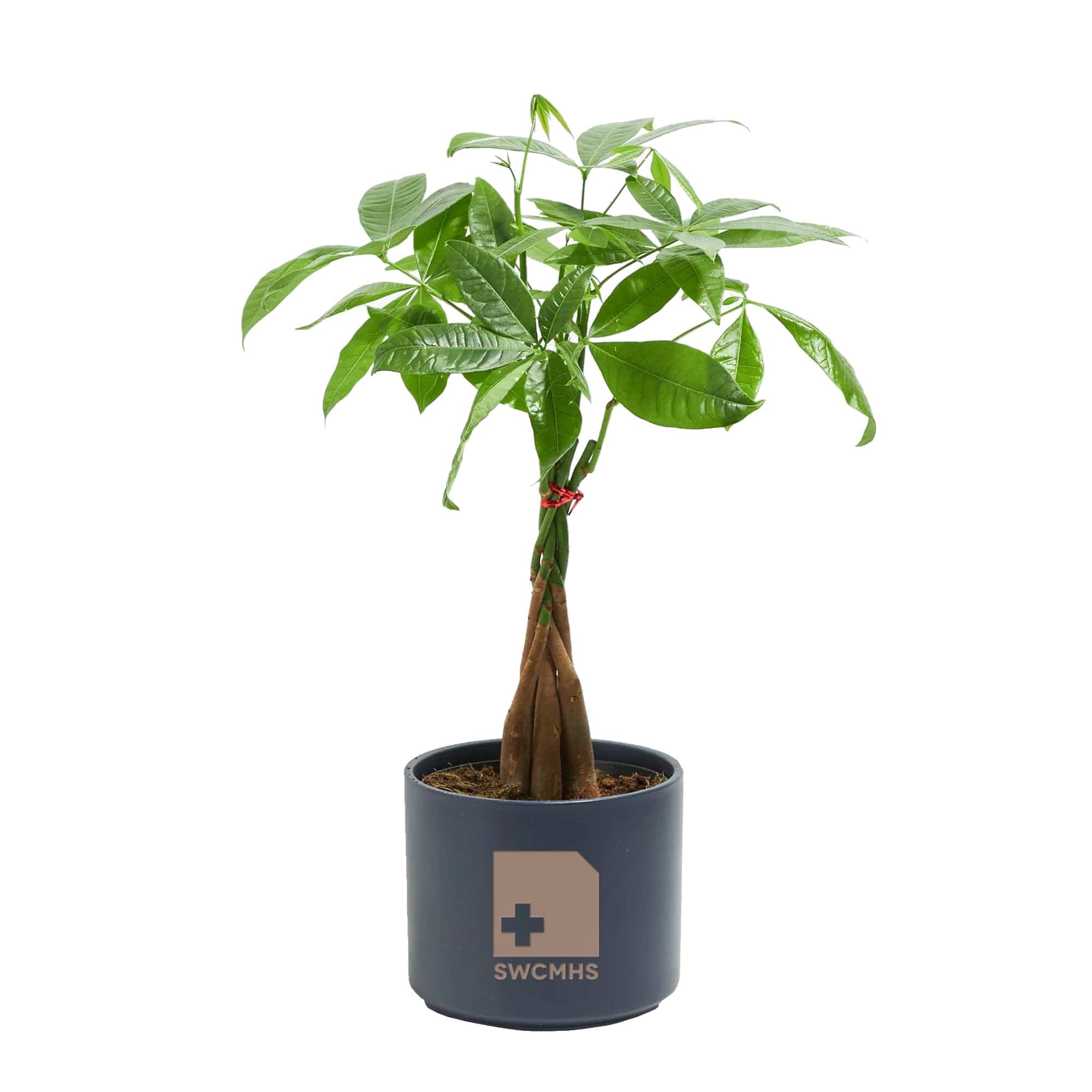 pots for money tree Add Your Logo: Money Tree Plant Kit - Medium