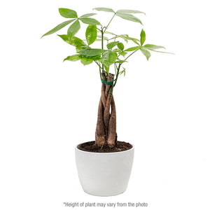 Add Your Logo: Money Tree Plant Kit - Medium