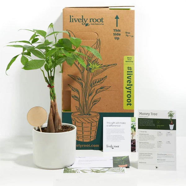 Add Your Logo: Money Tree Plant Kit - Medium