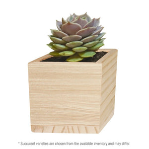 Add Your Logo: Wooden Cube Grow Kit with Succulent