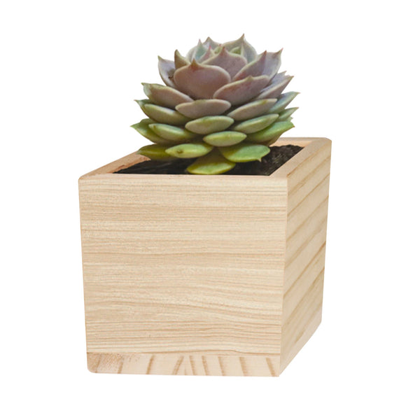 Add Your Logo: Wooden Cube Grow Kit with Succulent