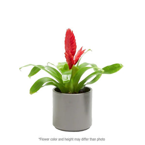 Add Your Logo: Assorted Bromeliad Plant Kit - Small