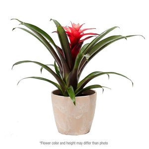 Add Your Logo: Assorted Bromeliad Plant Kit - Small