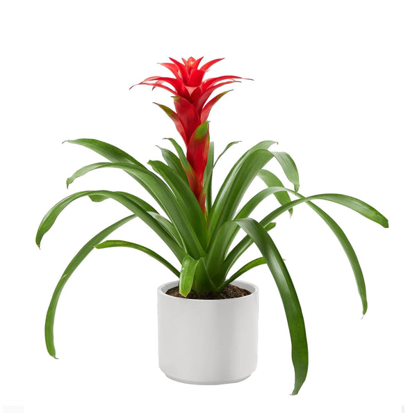 Add Your Logo: Assorted Bromeliad Plant Kit - Medium
