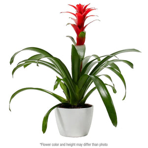 Add Your Logo: Assorted Bromeliad Plant Kit - Medium