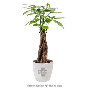 Add Your Logo: Money Tree Plant Kit - Small