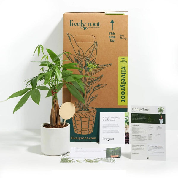 Add Your Logo: Money Tree Plant Kit - Small
