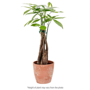 Add Your Logo: Money Tree Plant Kit - Small