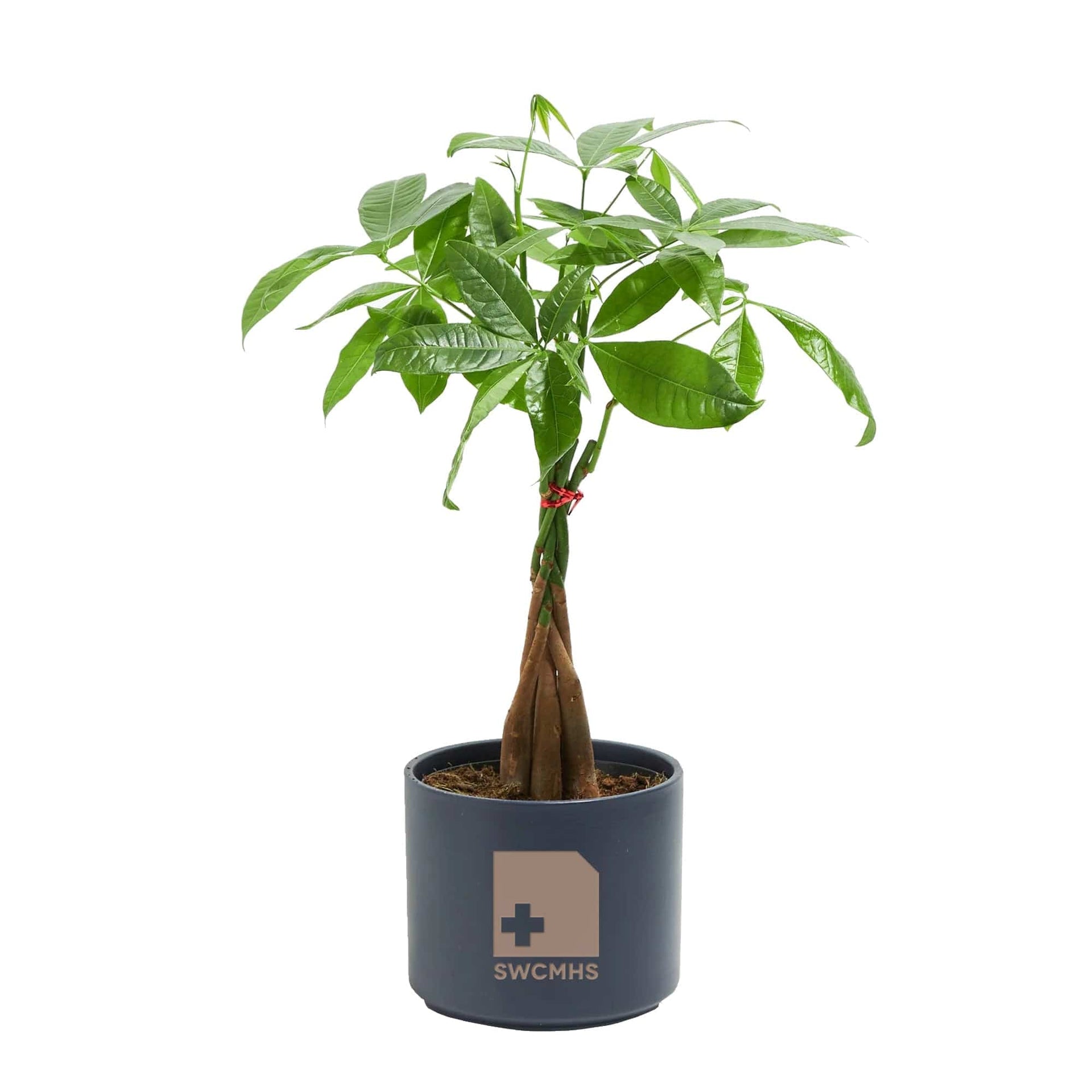 can you buy your own money tree Add Your Logo: Money Tree Plant Kit - Medium