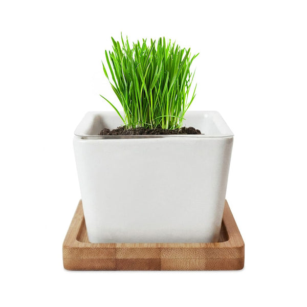 Add Your Logo: Verdant Root Ceramic Planter