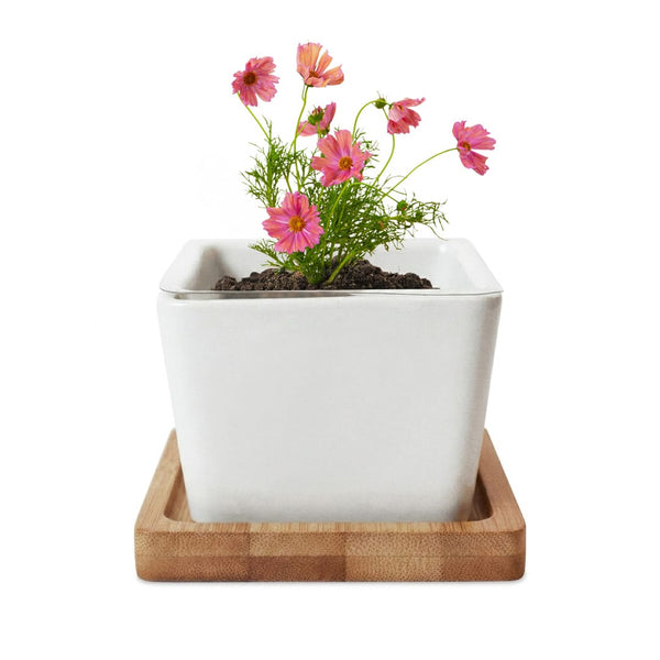 Add Your Logo: Verdant Root Ceramic Planter