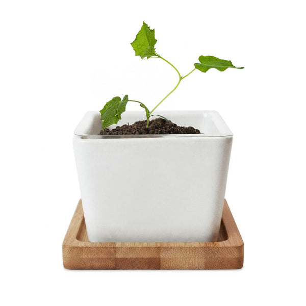 Add Your Logo: Verdant Root Ceramic Planter