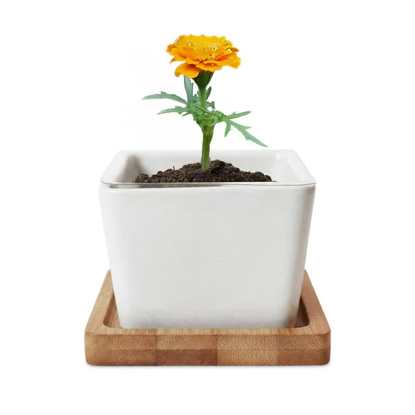 Add Your Logo: Verdant Root Ceramic Planter