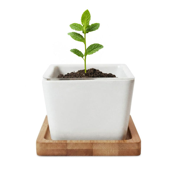 Add Your Logo: Verdant Root Ceramic Planter