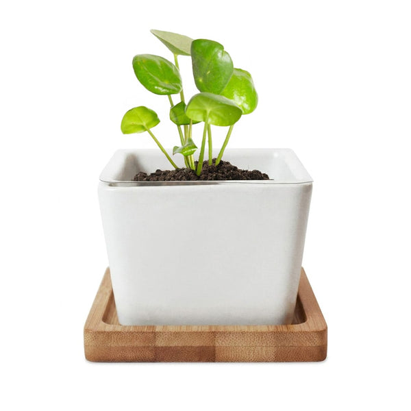 Add Your Logo: Verdant Root Ceramic Planter