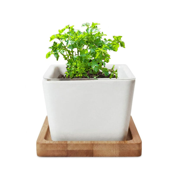 Add Your Logo: Verdant Root Ceramic Planter