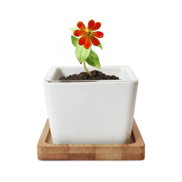 Add Your Logo: Verdant Root Ceramic Planter