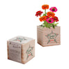 Appreciation Plant Cube - Grateful Holiday