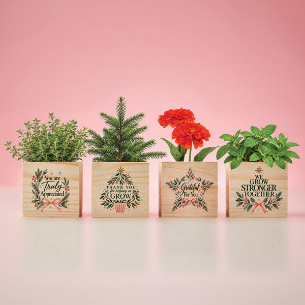 Appreciation Plant Cube - Grateful Holiday