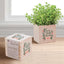 Appreciation Plant Cube - Truly Appreciated Holiday