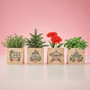 Appreciation Plant Cube - Truly Appreciated Holiday