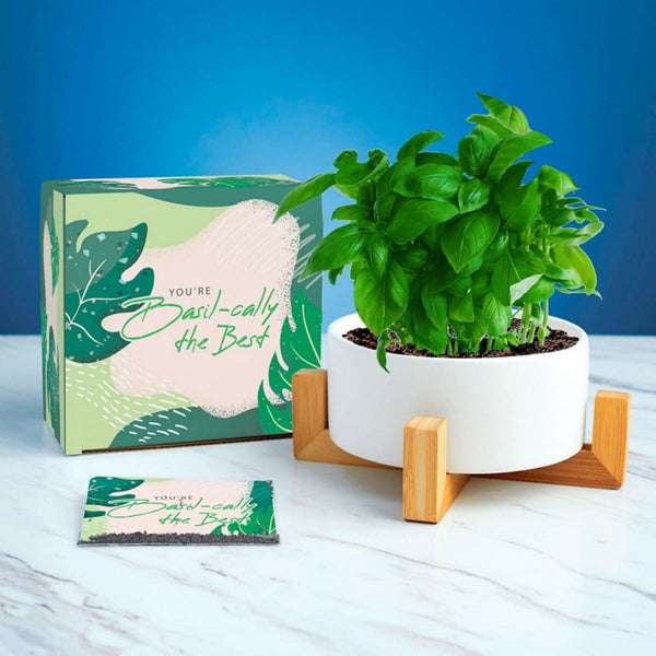 Haven Planter + Seed Set - Basil-cally the Best